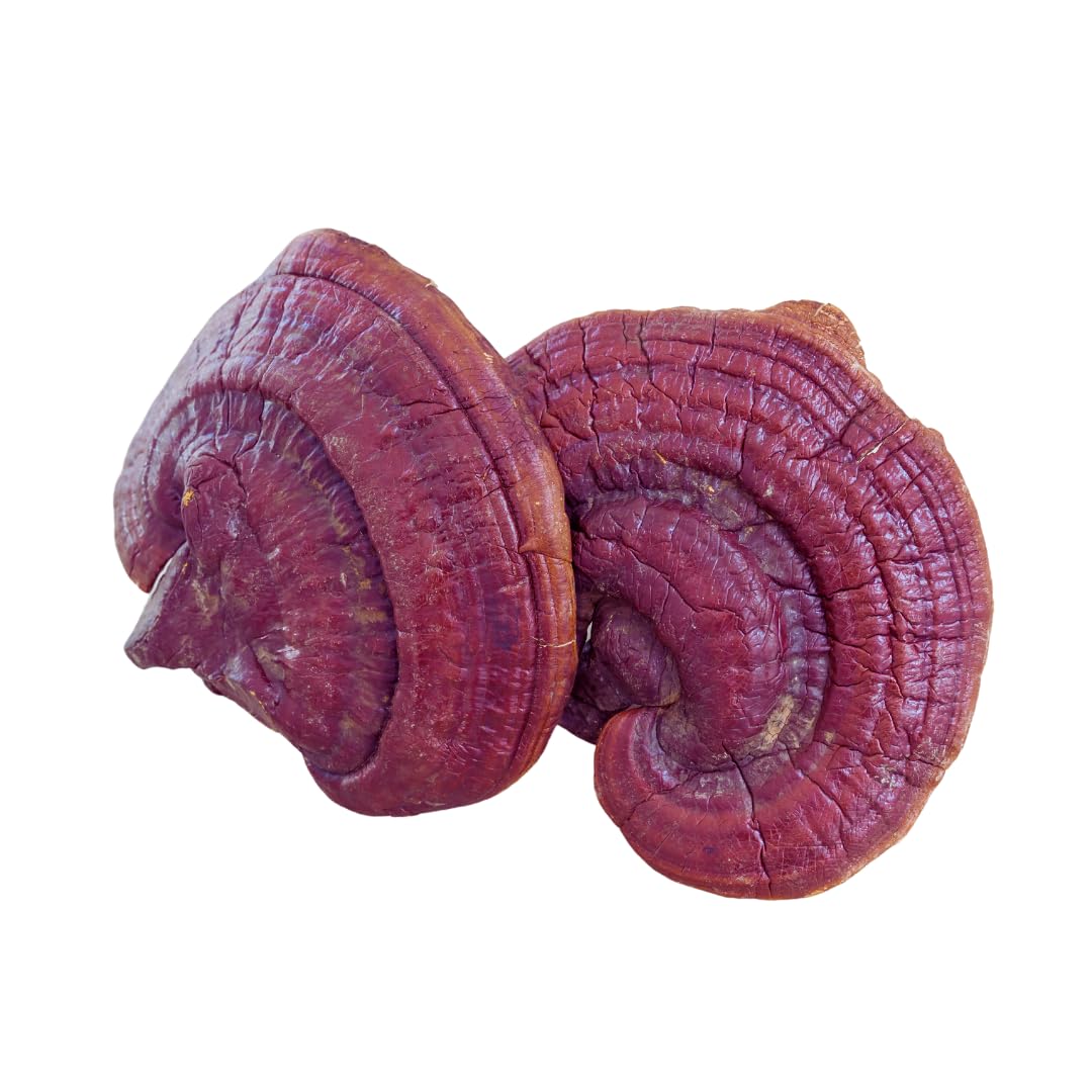 Ganoderma Mushroom